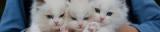 forcats 0.4.0